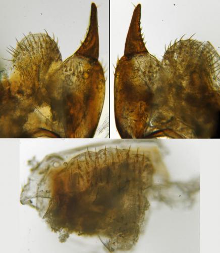 Réf. 178 746 : Agonum duftschmidi