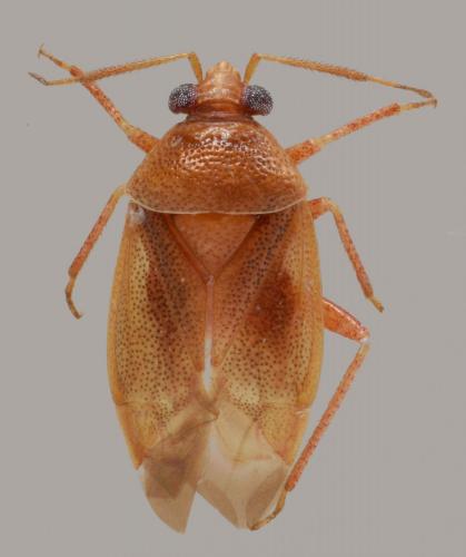 Alloeotomus cyprius