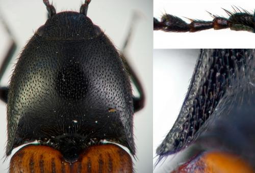 Réf. 178 527 : Ampedus pomorum