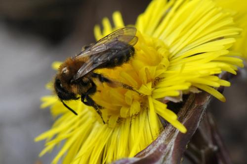 Réf. 178 926 : Andrena bicolor