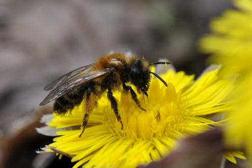 Andrena bicolor
