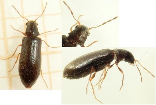 Réf. 178 664 : Episernus sp.