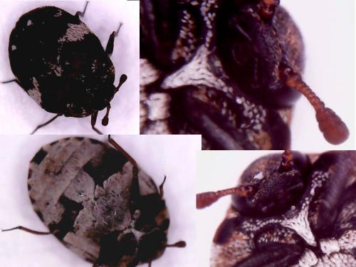 Anthrenus sp.