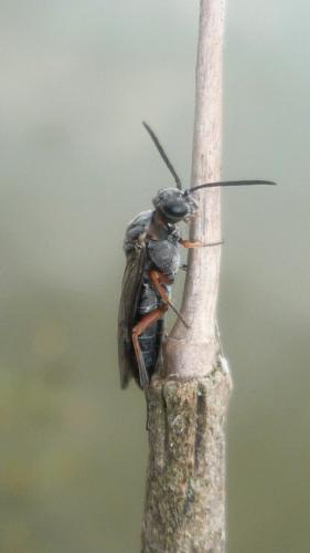Réf. 178 869 : Dolerus sp.