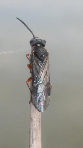 Réf. 178 870 : Dolerus sp.