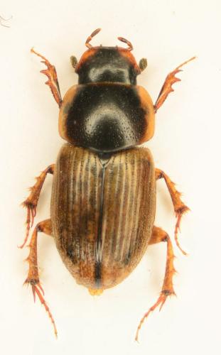 Melinopterus reyi