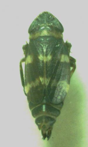 Planaphrodes bifasciatus