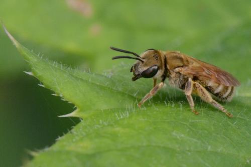 Seladonia subaurata