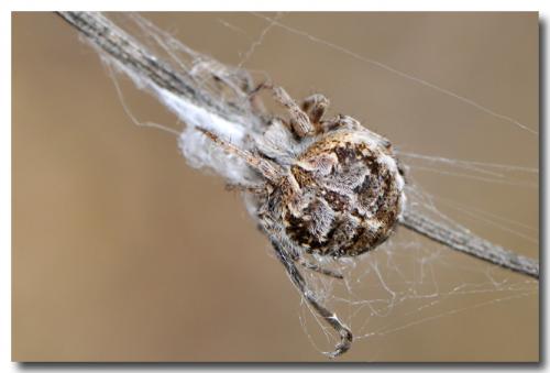 Agalenatea redii