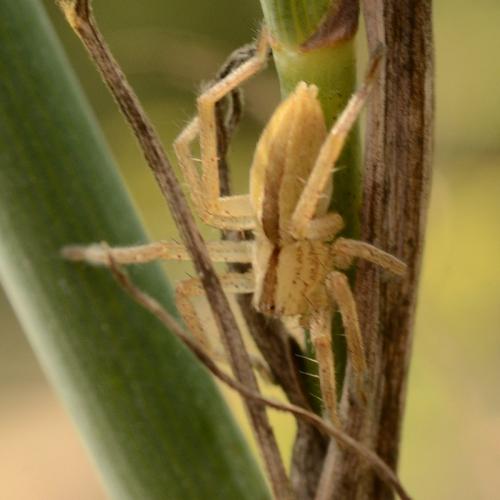 Micrommata ligurina