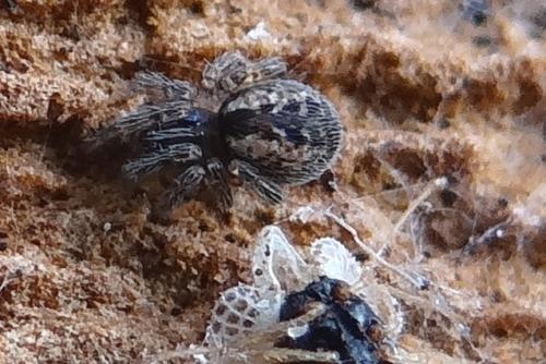 Lathys humilis