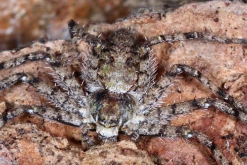 Philodromus margaritatus