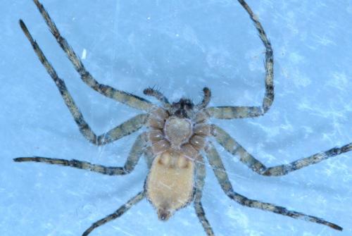 Philodromus margaritatus