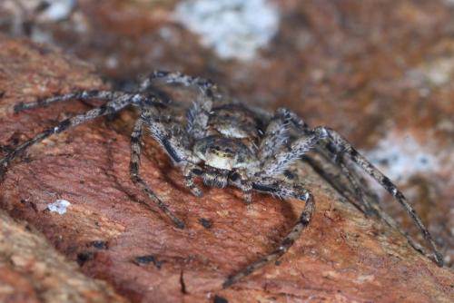 Philodromus margaritatus