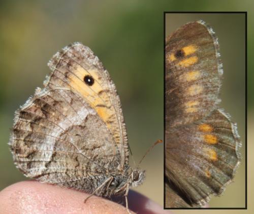 Arethusana arethusa