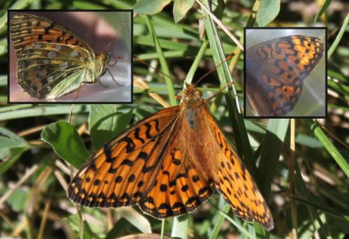 Argynnis aglaja
