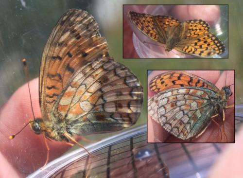 Réf. 178 395 : Argynnis niobe