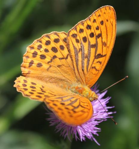 Réf. 178 686 : Argynnis paphia