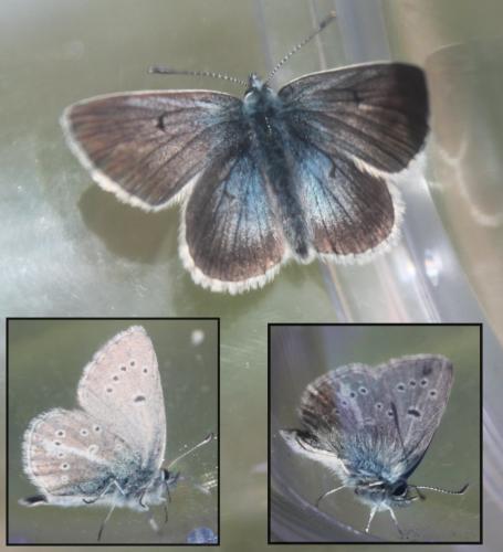 Aricia nicias