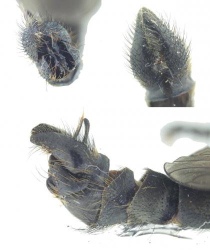 Machimus caliginosus