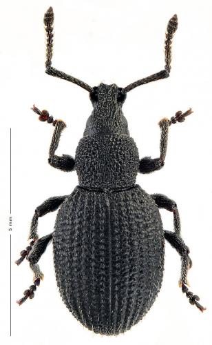 Réf. 178 723 : Otiorhynchus rugifrons