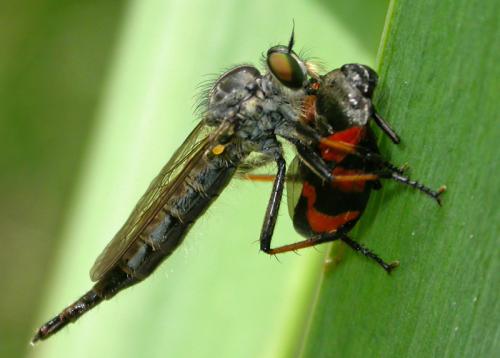 Neoitamus sp.