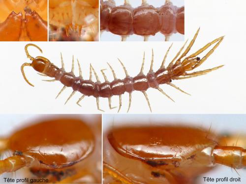 Réf. 178 516 : Lithobius aeruginosus
