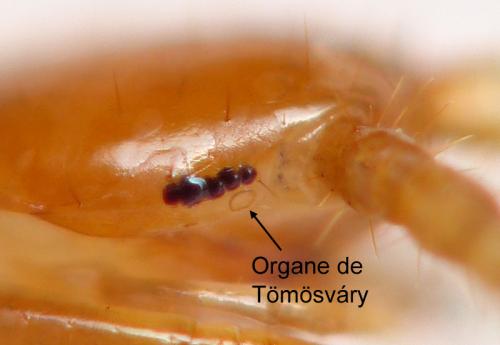 Lithobius aeruginosus