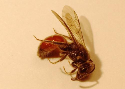 Sphecodes sp.