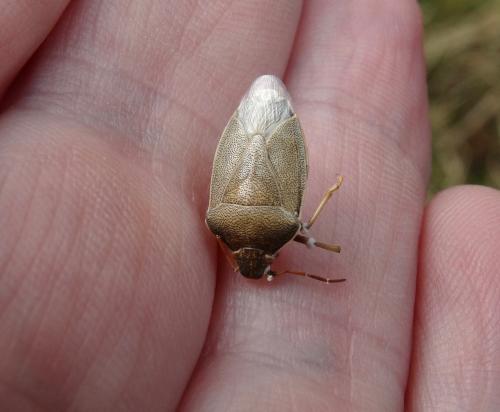 Piezodorus lituratus