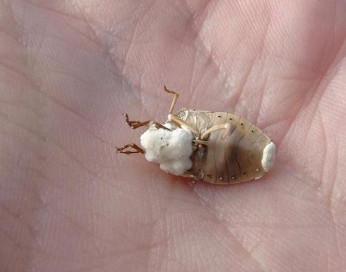 Piezodorus lituratus