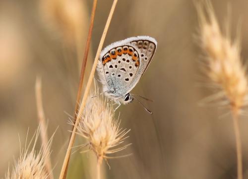 Réf. 178 142 : Plebejus argus