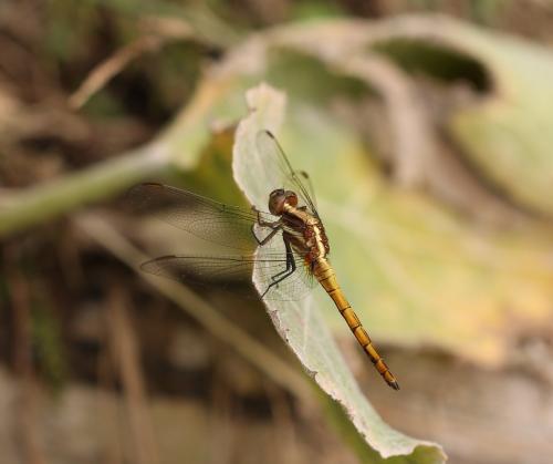 Orthetrum glaucum