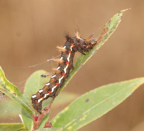 Acronicta rumicis