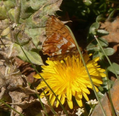 Réf. 178 808 : Boloria sp.