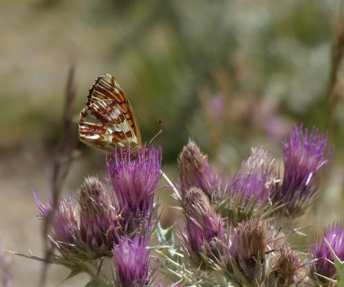 Réf. 178 832 : Boloria pales