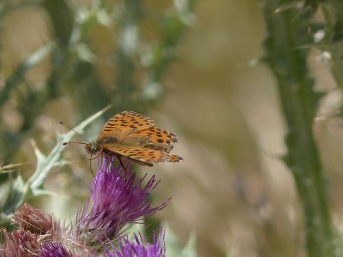 Réf. 178 833 : Boloria pales