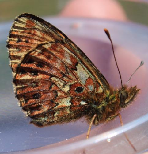 Boloria titania
