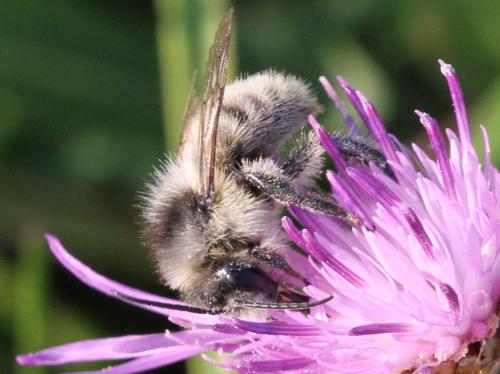 Réf. 178 889 : Bombus sylvarum