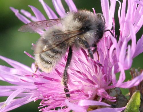 Réf. 178 890 : Bombus sylvarum
