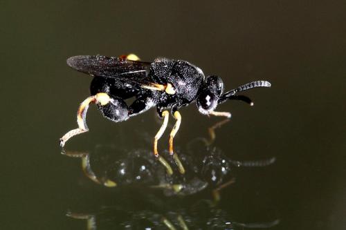 Réf. 178 872 : Brachymeria sp.