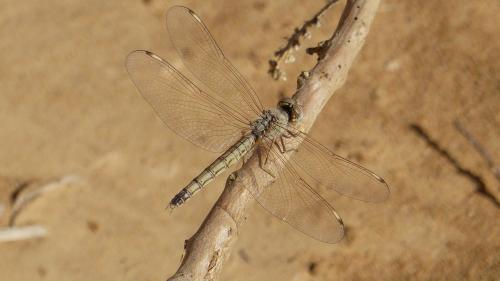 Brachythemis sp.