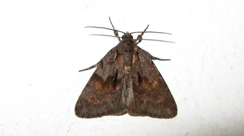 Réf. 178 190 : Bryonycta opulenta