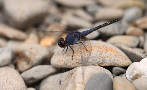 Trithemis festiva