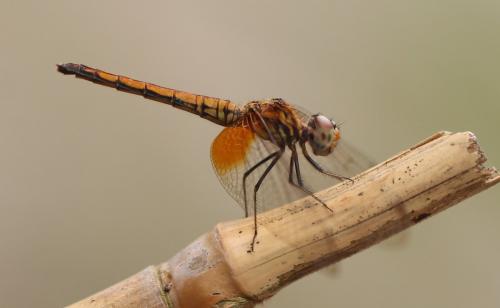 Trithemis sp.