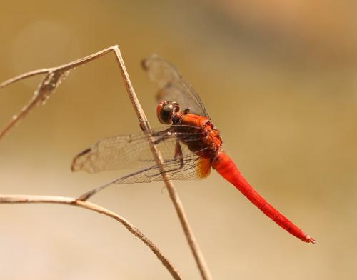 Réf. 178 599 : Orthetrum testaceum