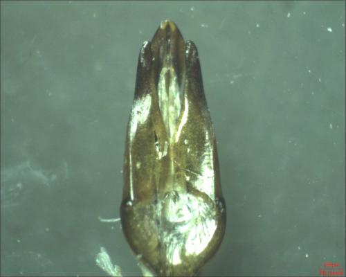 Byrrhus pilula