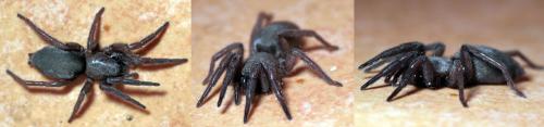 Réf. 178 840 : Scotophaeus blackwalli