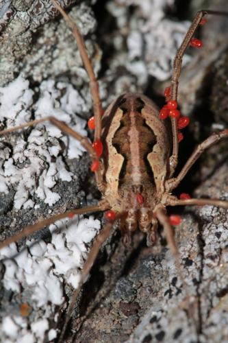 Réf. 178 922 : Mitopus morio