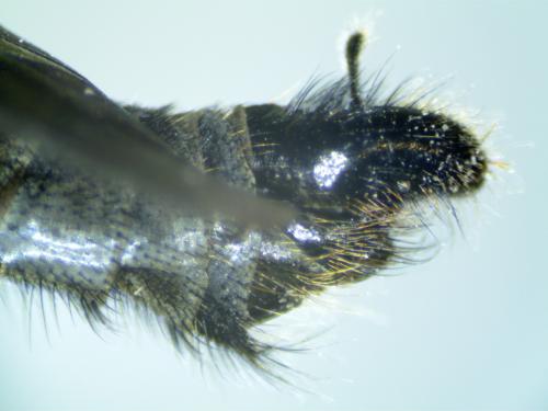 Machimus caliginosus